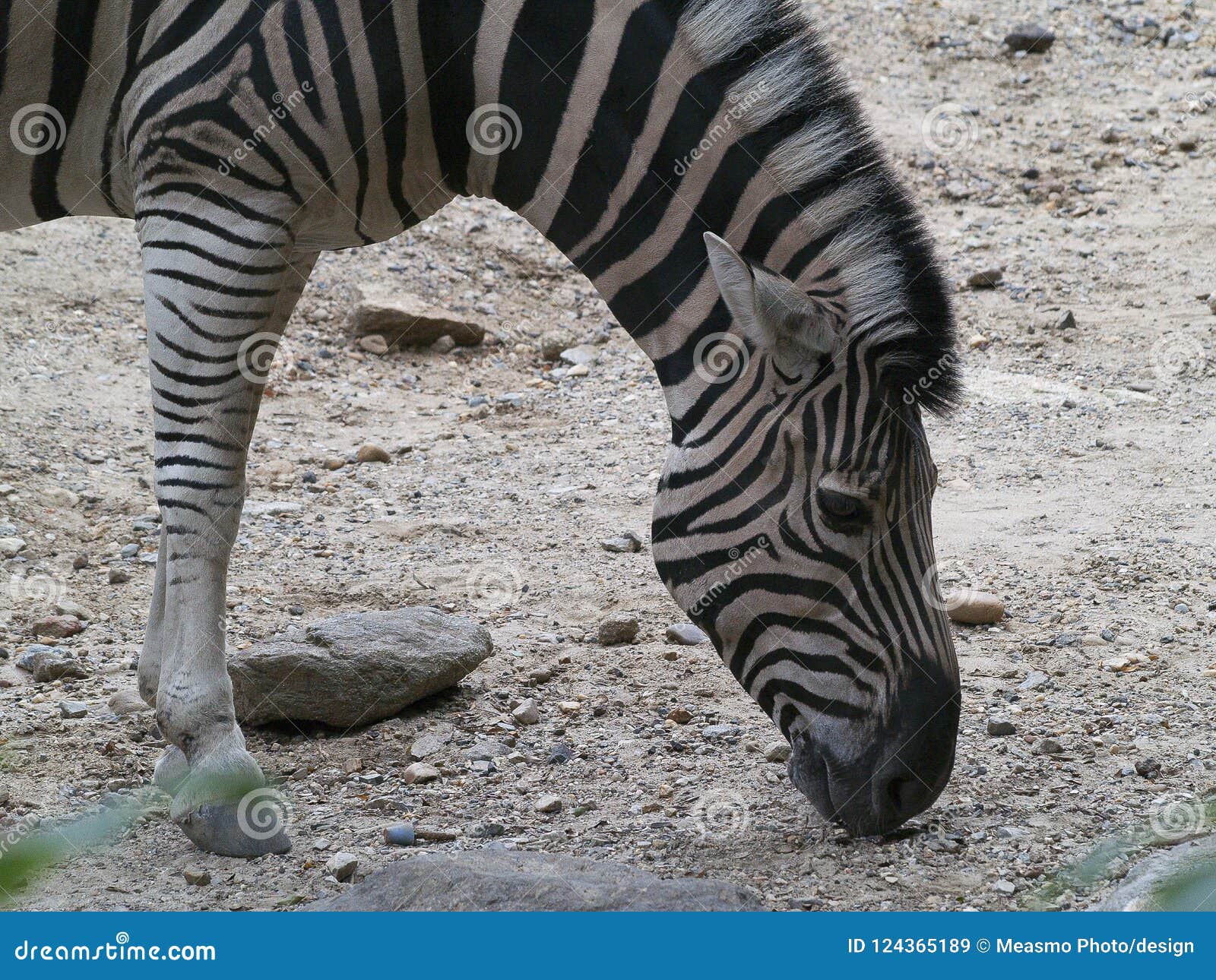 a zebra sniffing the ground